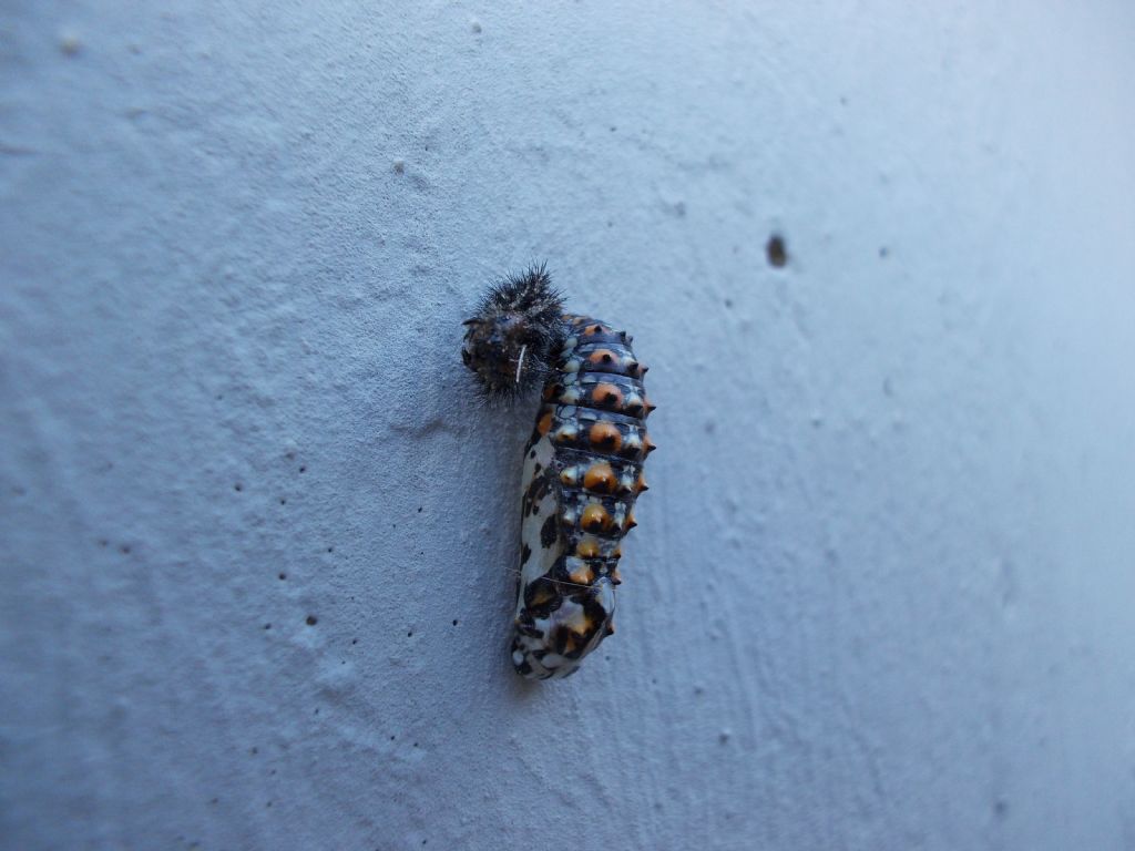 bruco che sta per impuparsi - Melitaea didyma, Nymphalidae